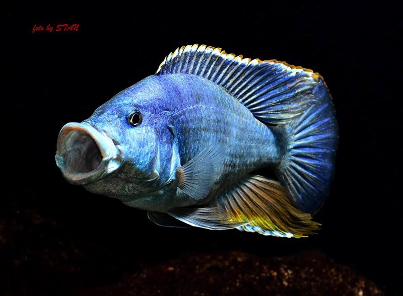Nimbochromis livingstonii